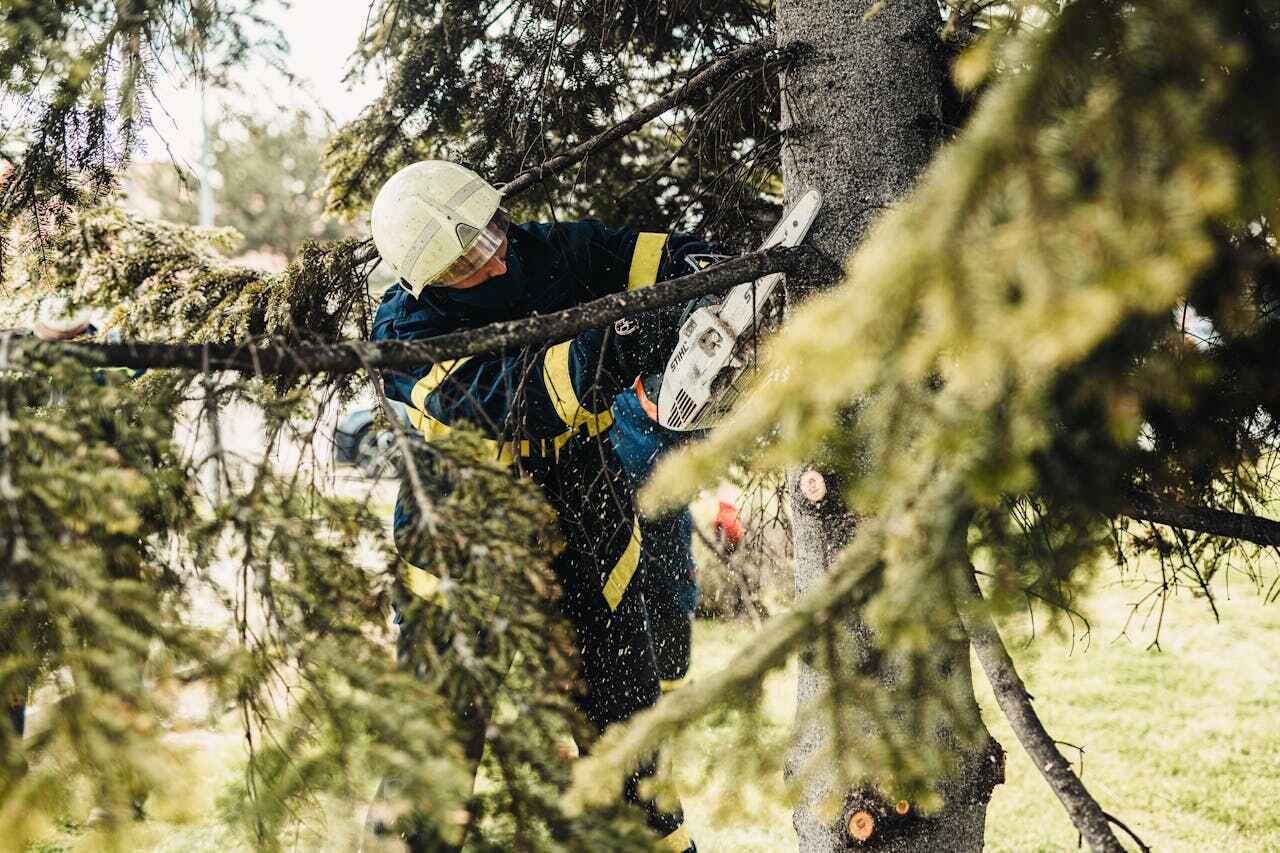 Best Palm Tree Trimming  in USA